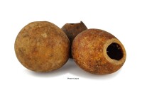 Wood Apple Cave Hiding place in the aquarium