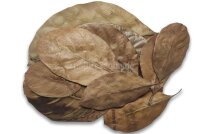 Jackfruit tree leaves for aquarium