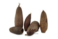Jequitiba capsule Jecetiba horn capsule as a cave or...