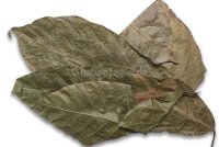 Cacao leaves for aquarium