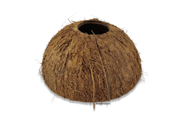 Coconut-Igloo-Cave Apistogramma for aquarium