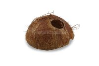Coconut-Igloo-Cave Apistogramma for aquarium