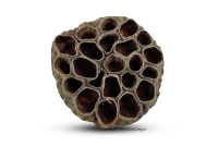 Lotus pod for aquarium