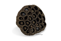 Lotus pod for aquarium
