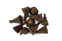 Lotus pod for aquarium