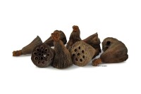 Lotus pod for aquarium