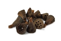 Lotus pod for aquarium