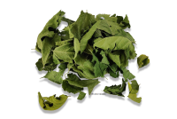 Mulberry leaves for aquarium - hiding place & food