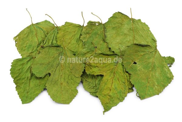 Mulberry leaves for aquarium 10 small leaves Smoothly...