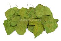 Mulberry leaves for aquarium 10 small leaves Smoothly...