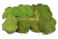 Mulberry leaves for aquarium 10 small leaves Smoothly...