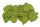 Mulberry leaves for aquarium 10 small leaves Smoothly pressed