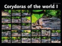 Poster: Corydoras of the world I