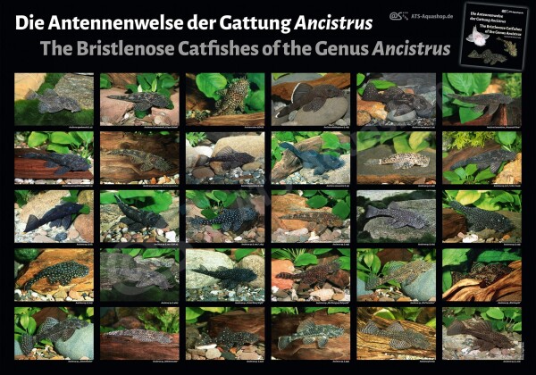 Poster: The Bristlenose Catfishes of the Genus Ancistrus