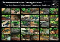 Poster: The Bristlenose Catfishes of the Genus Ancistrus