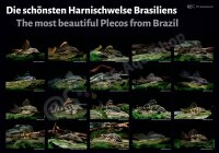 Poster: The most beautiful Plecos from Brazil