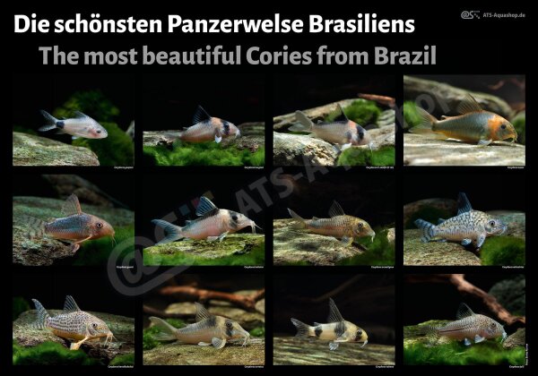 Poster: The most beautiful Cories from Brazil