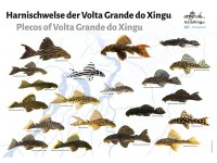 Poster: Plecos of Volta Grande do Xingu