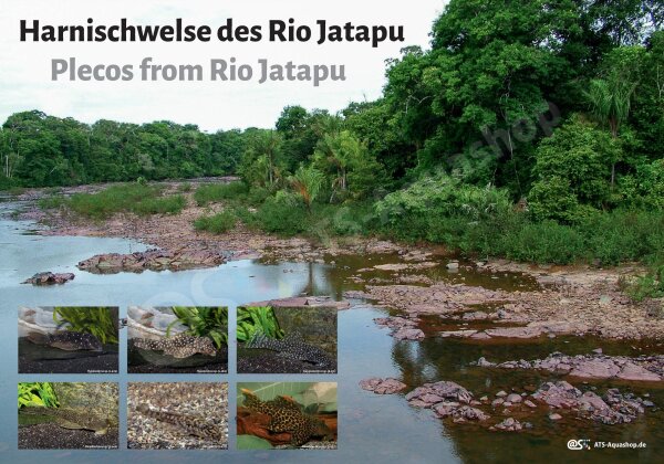 Poster: Plecos from Rio Jatapu