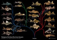 Poster: Phylogeny of the Clown Pleco Genus Panaqolus