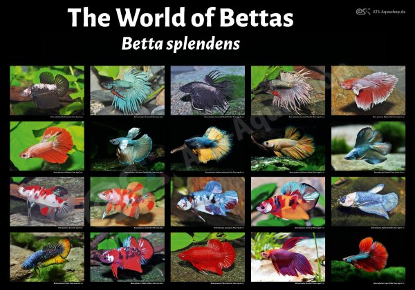 Poster: The World of Bettas – Betta splendens