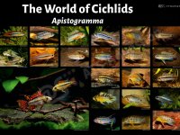 Poster: The World of Cichlids – Apistogramma