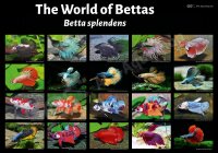Poster: The World of Livebearers – Swordtails