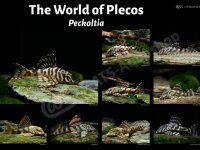 Poster: The World of Plecos – Peckoltia