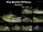 Poster: The World of Plecos – Peckoltia