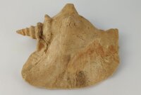 Snail Shell Sea Snail Half Shelter surprise No. E2