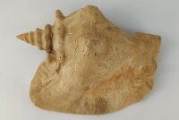 Snail Shell Sea Snail Half Shelter surprise No. E2