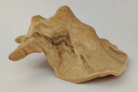 Snail Shell Sea Snail Half Shelter surprise No. E2