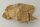 Snail Shell Sea Snail Half Shelter surprise No. E2