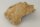 Snail Shell Sea Snail Half Shelter surprise No. E2