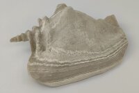 Snail Shell Sea Snail Half Shelter Vintage No. D37