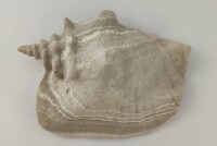 Snail Shell Sea Snail Half Shelter Vintage No. D37