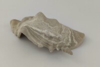 Snail Shell Sea Snail Half Shelter Vintage No. D37