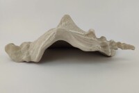 Snail Shell Sea Snail Half Shelter Vintage No. D37