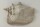 Snail Shell Sea Snail Half Shelter Vintage No. D37