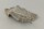 Snail Shell Sea Snail Half Shelter Vintage No. D37