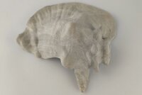 Snail Shell Sea Snail Half Shelter Vintage No. E5