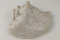 Snail Shell Sea Snail Half Shelter Vintage No. E5