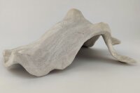 Snail Shell Sea Snail Half Shelter Vintage No. E5
