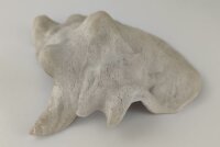 Snail Shell Sea Snail Half Shelter Vintage No. E5