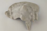 Snail Shell Sea Snail Half Shelter Vintage No. E5