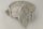 Snail Shell Sea Snail Half Shelter Vintage No. E5