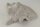 Snail Shell Sea Snail Half Shelter Vintage No. E5