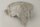 Snail Shell Sea Snail Half Shelter Vintage No. E5