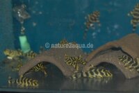 Free floating breeding box small - incl. bark hiding places