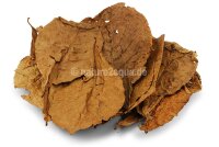 Indian almond leaves large for aquarium